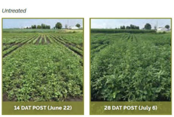 Untreated soybean field