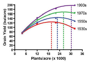 Grain yield response to plant population
