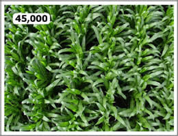 Aerial photo of corn canopy at 45