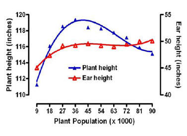 Plant and ear height response to plant population.