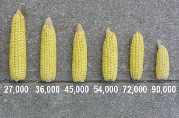 Ear size response to plant population.