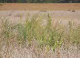 Waterhemp and Palmer Amaranth