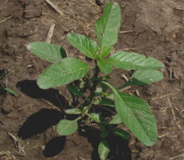 Waterhemp weed