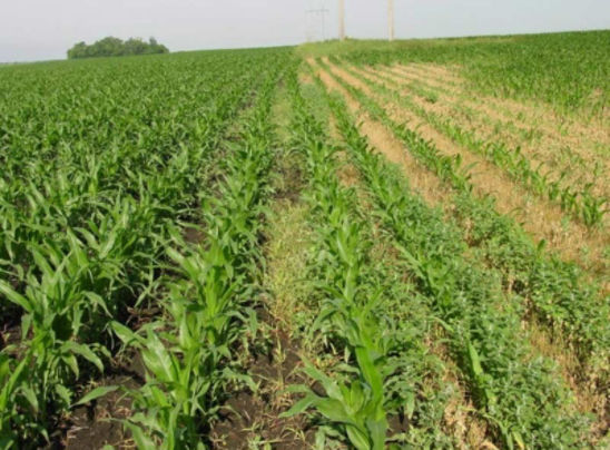 Corn field showing the effects of weed competition on corn growth.