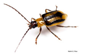 Western corn rootworm