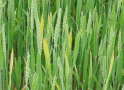 Barley yellow dwarf virus