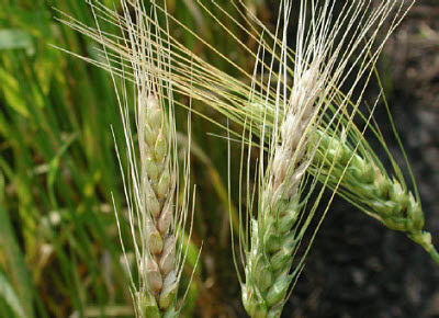 Wheat infected by Fusarium head blight (head scab)