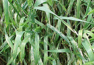 Powdery mildew on wheat