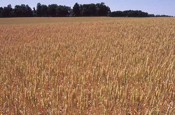 Photo of wheat field.