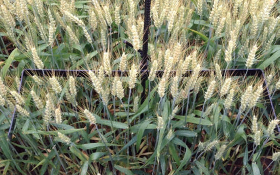 Apparatus used to collect wheat head counts.