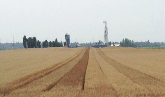 2015 wheat trial location in southern Illinois.