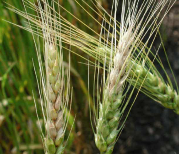 Photo of wheat field.