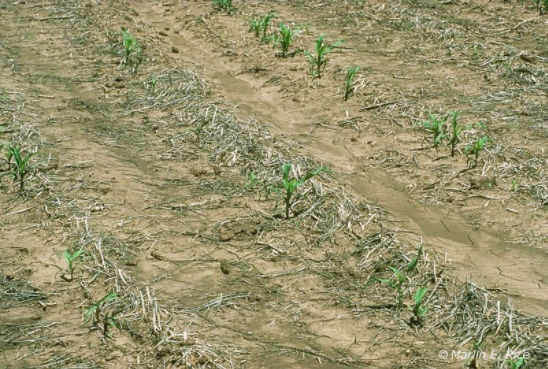 Photo - corn field damage from white grub - most species of Phyllophaga are found east of the Rocky Mountains.