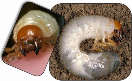 True White Grub larvae.