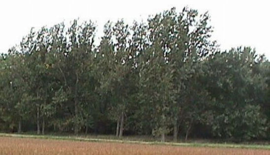 Photo - Research in North Dakota found primary distribution of Phyllophaga grubs within 100 feet of shelterbelts consisting of cottonwood, willow or similar species near row crop fields.