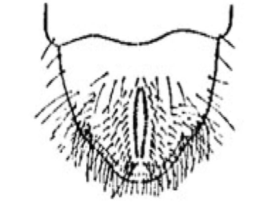 True white grub or May/June beetle (3-year grub)