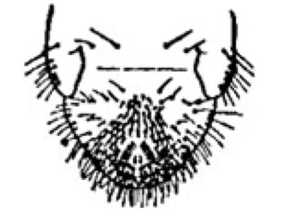 Japanese beetle (1-year grub.)