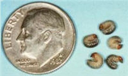 Green June Beetle grubs.