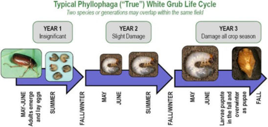 True White Grub 3-year life cycle. 2 species or generations may overlap within the same field.