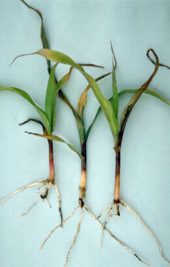 Young corn plants showing white grub symptoms. Young plants are stressed and turn light tan, yellow, or purple from nutrient and moisture stress.