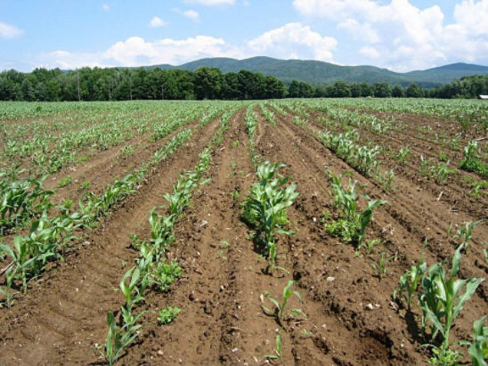Corn field showing white grub damage. Plants that survive are usually behind in development compared to surrounding plants.