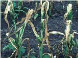 Frost-damaged leaf areas will wilt and turn brown.