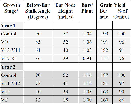 Simulated wind lodging influence on corn stalk development, ear number and grain yield.