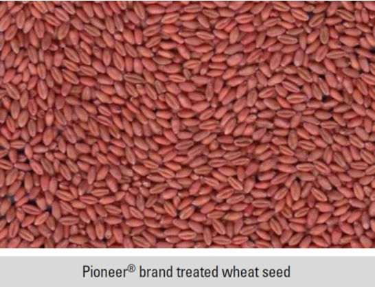 Pioneer® brand treated wheat seed