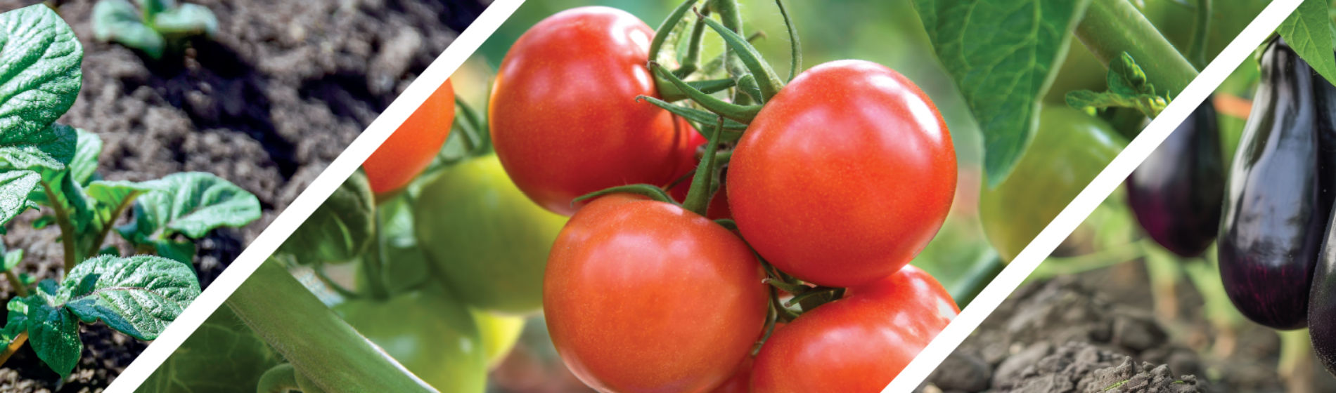 www_RZ_Zorvec_Entecta_2048x455px_heroImg_alt