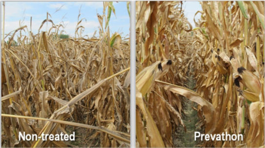 Photo: research trial comparisons at Wynne, AR.