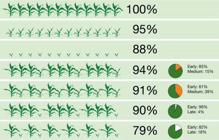 Yield potential of delayed and uneven corn stands.