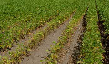 Severe SCN damage in drought-stressed field.