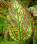 Sudden Death Syndrome - Soybeans