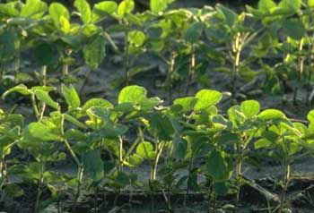 Planting very late shortens the soybean's vegetative growth period, resulting in smaller plants and later canopy closure.