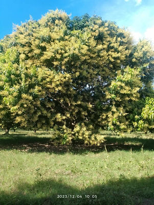 mango tree from afar