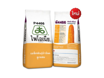 ไพโอเนีย P4466