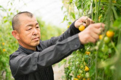 Male farmer checking tomato plant