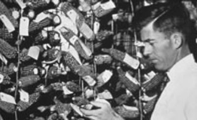 Henry Wallace examines corn