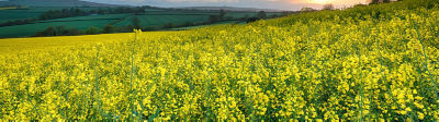 mustard field and plants