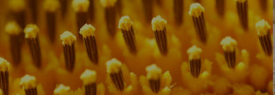 Extreme closeup of sunflower