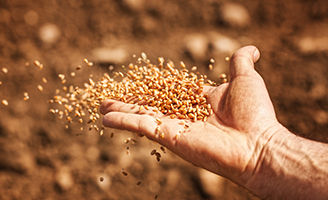 sower hand wheat