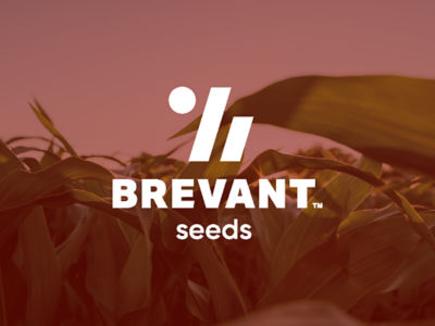 ДС0918Б | Гібриди кукурузди | Brevant Seeds