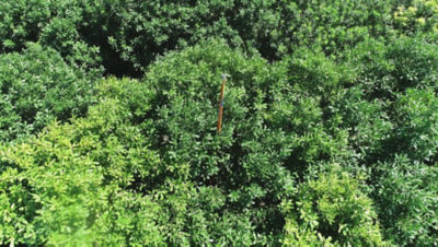 Orchard Spray Coverage Testing