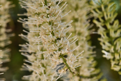 IPM - Transform in Macadamias