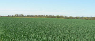 Article Hero Image Cereale insecticide Desktop 1024 x 450