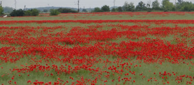 Article Hero Image OSR Weeds Desktop