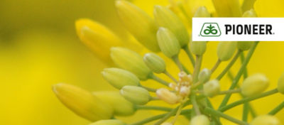 Article Hero Image OSR new hybrids Desktop 1024 x 450