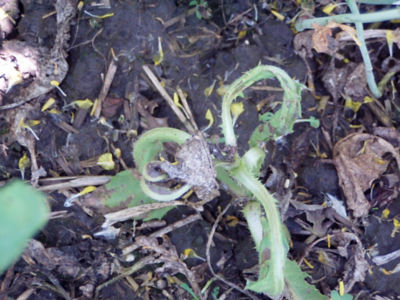 Article Image Galera 01