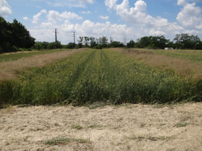 Article Image Genius 01