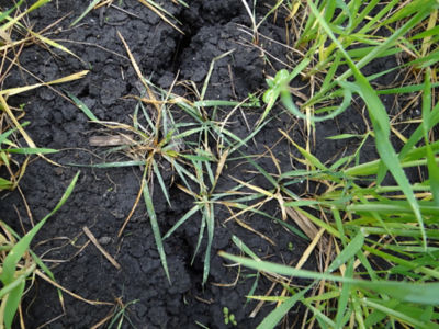 Article Image Genius 04